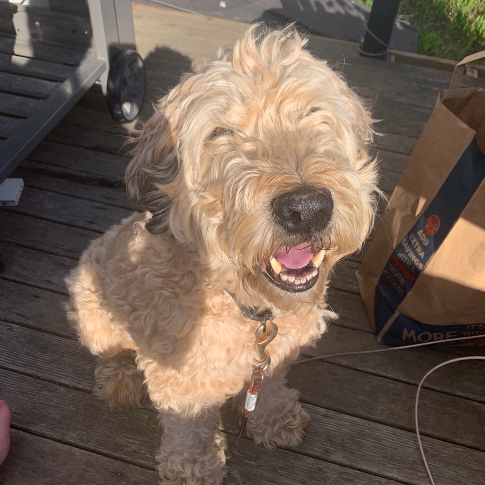 Meet your Posher, Sophia